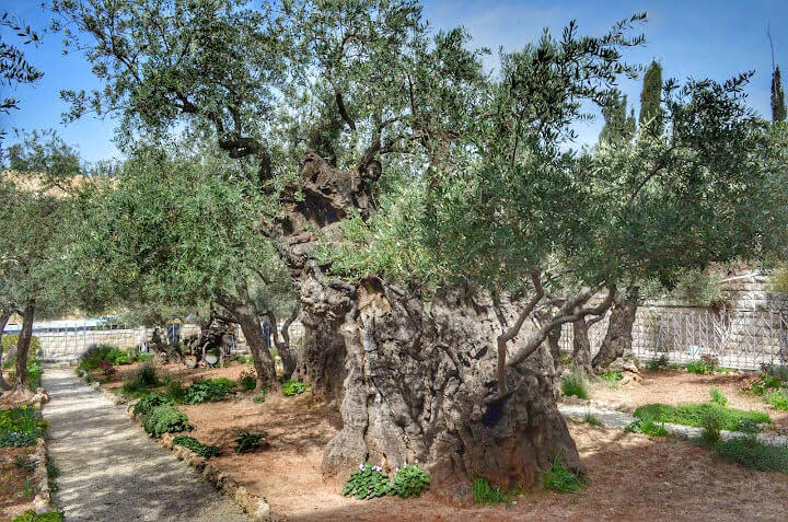 garden-of-gethsemane